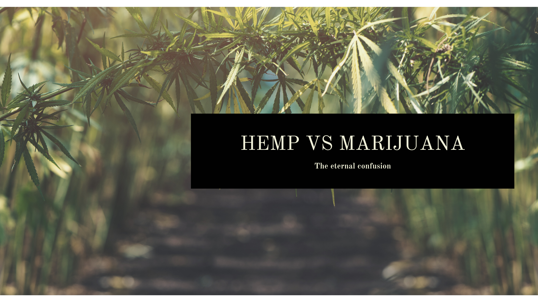 Hemp vs Marijuana : the eternal confusion